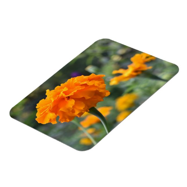 Magnet Flexible Marigold Orange Fleur Nature Jardin photographique (Côté Gauche)