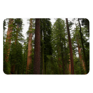 Magnet Flexible Mariposa Grove dans le parc national de Yosemite