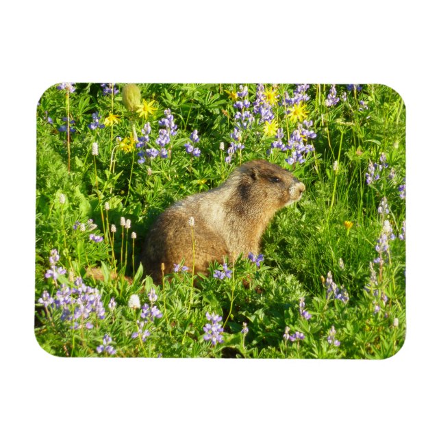 Magnet Flexible Marmot dans le Mont Rainier Fleurs sauvages (Horizontal)