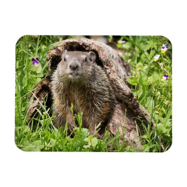 Magnet Flexible Marmotte dans un tronc creux (Horizontal)