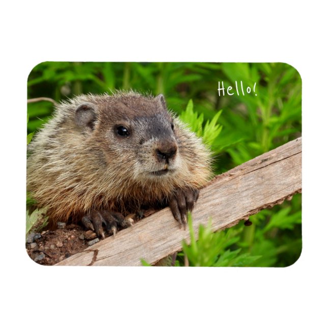Magnet Flexible Marmotte de fond pour bébé mignonne / Bois (Horizontal)