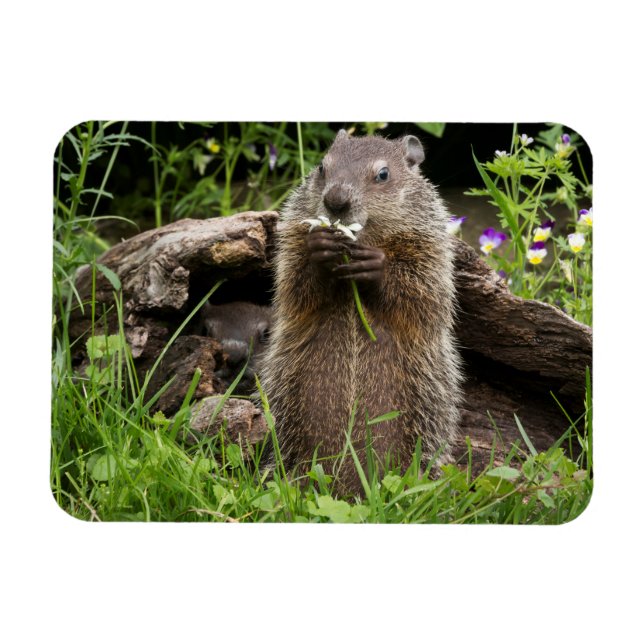 Magnet Flexible Marmotte mâchant une fleur (Horizontal)