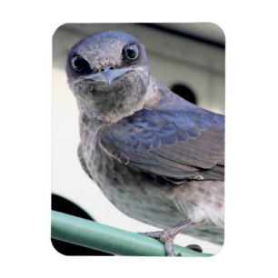 Magnet Flexible Martin pourpre