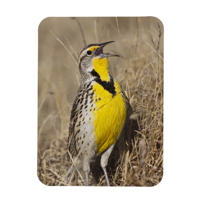 Magnet Flexible Meadowlark occidental (Strunella négligecta) (Vertical)
