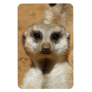 Magnet Flexible Meerkat 016