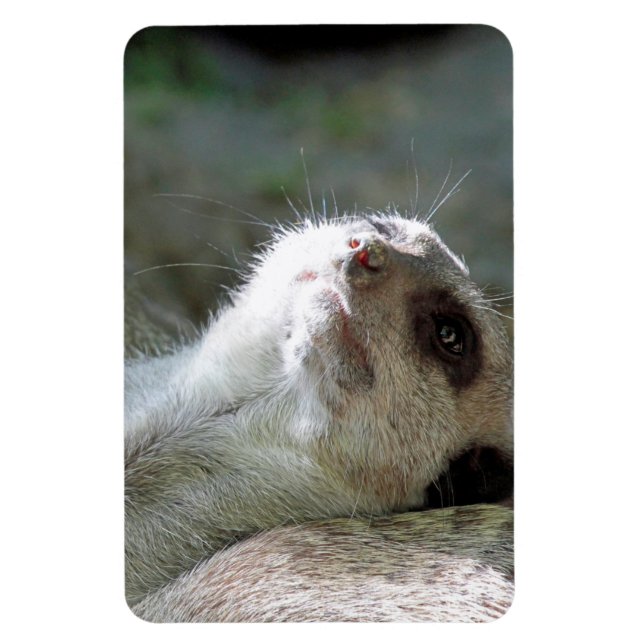 Magnet Flexible Meerkat 024 (Vertical)