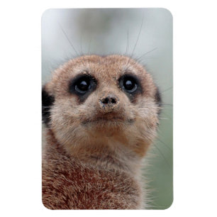 Magnet Flexible Meerkat 036