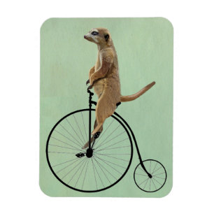 Magnet Flexible Meerkat sur Black Penny Farthing 2