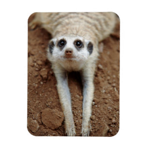 Magnet Flexible Meerkat (Suricata Suricatta) Refroidissement