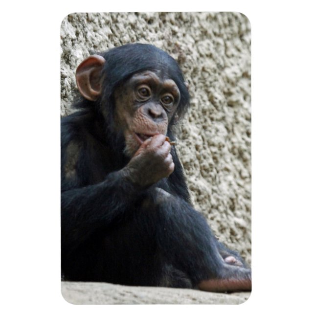 Magnet Flexible Mer de Chimpané 013 (Vertical)