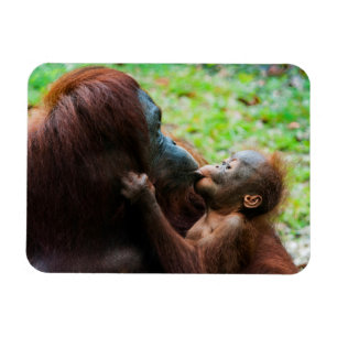 Magnet Flexible Mère orang-outan et bébé