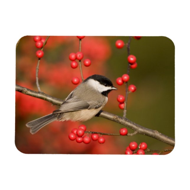 Magnet Flexible Mésange de Caroline sur un buisson de Winterberry  (Horizontal)