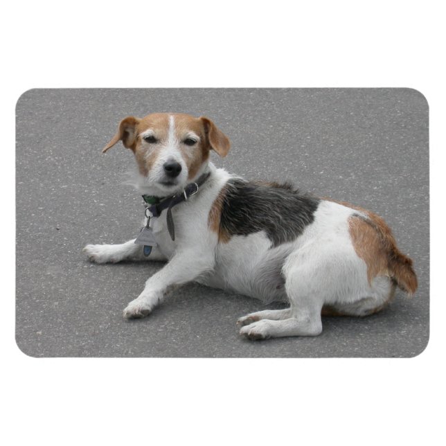Magnet Flexible Mignonne Beagle Mongrel (Horizontal)