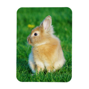 Magnet Flexible Mignonne Lapin Faune assis dans l'herbe