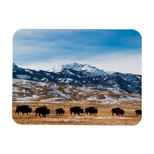 Magnet Flexible Migration des bisons (Horizontal)