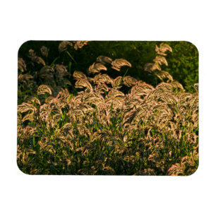 Magnet Flexible Millet sauvage (Panicum Sp.) poussant dans une zon