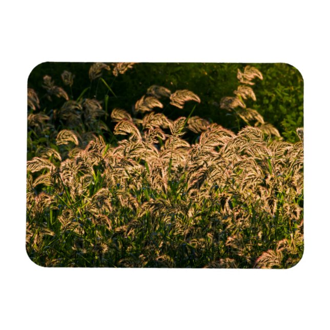 Magnet Flexible Millet sauvage (Panicum Sp.) poussant dans une zon (Horizontal)