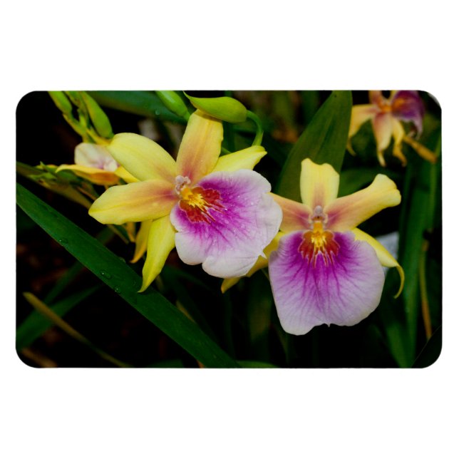 Magnet Flexible Miltonia Orchidées Coucher de soleil Jaune Rose Vi (Horizontal)