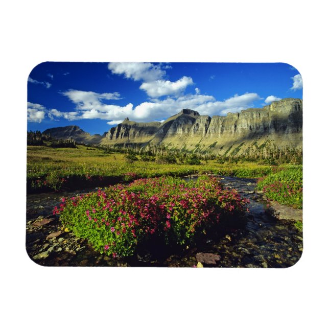 Magnet Flexible Mimules à Logan Pass dans Glacier National (Horizontal)