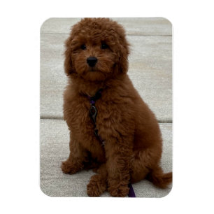 Magnet Flexible Mini Golden Doodle