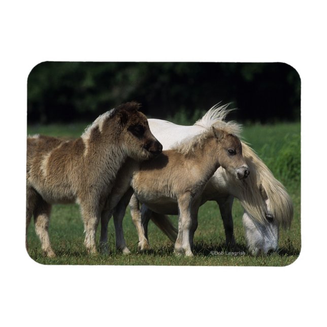 Magnet Flexible Miniature Mare & Foies 3 (Horizontal)