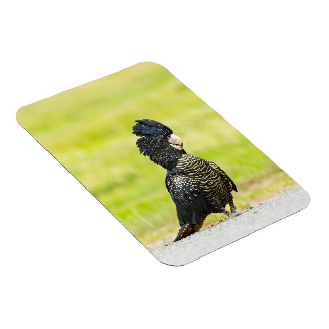 Magnet Flexible Mischievous Black Cockatoo Portrait (Côté Droit)