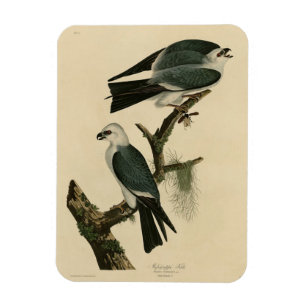 Magnet Flexible Mississippi Kite de Audubon's Birds of America