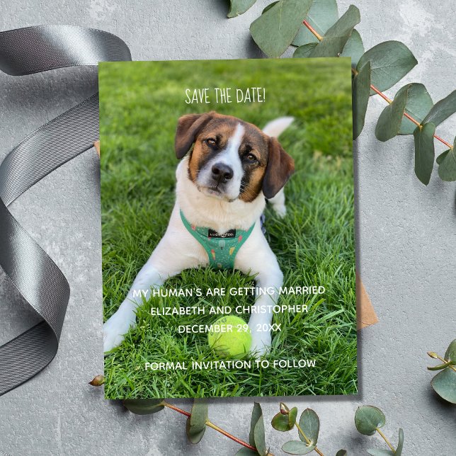 Magnet Flexible Mon être humain se marie Photo Save the Date (Wedding Photo Save The Date for Dog Cat Owners.  My Human's are getting married.)