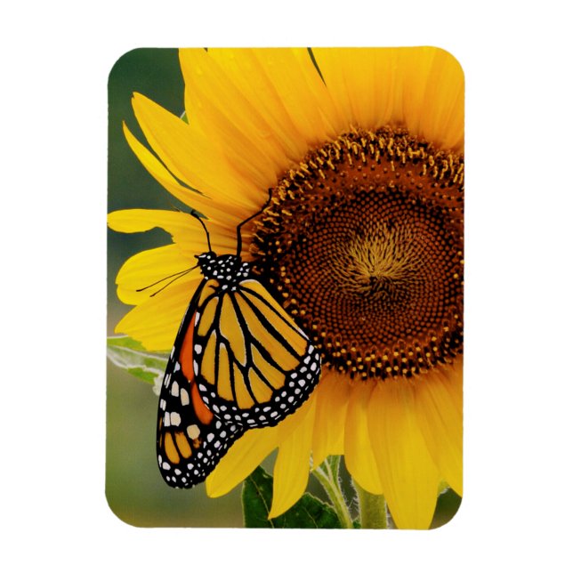 Magnet Flexible Monarque Butterfies sur Tournesol (Vertical)