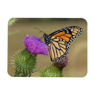 Magnet Flexible Monarque sur une chardon de prairie Prairie Ridge