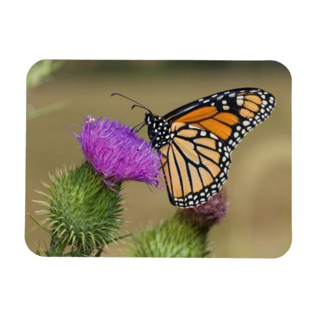 Magnet Flexible Monarque sur une chardon de prairie Prairie Ridge (Horizontal)