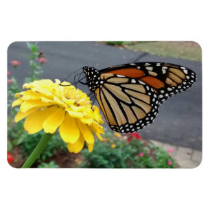 Magnet Flexible Monarque sur Yellow Zinnia Photo