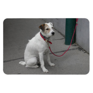 Magnet Flexible Mongrel blanc doux