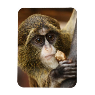 Magnet Flexible Monkey