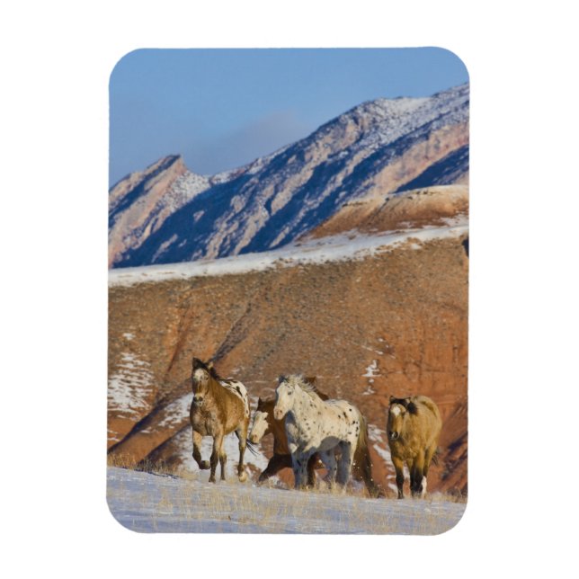 Magnet Flexible Montagnes Big Horn, Chevaux courant (Vertical)