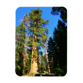 Magnet Flexible Monument national de la Sequoia