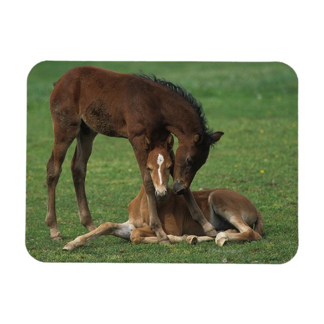Magnet Flexible Morgan Foals joue (Horizontal)