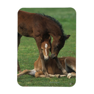 Magnet Flexible Morgan Foals joue