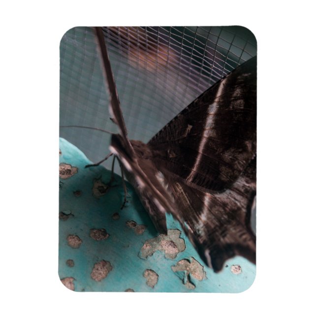 Magnet Flexible Moth papillon tropical (Vertical)