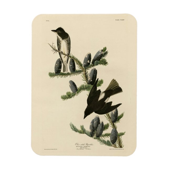 Magnet Flexible Moucherolle à face olive, les oiseaux d'Amérique d (Vertical)