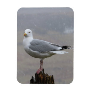Magnet Flexible Mouette dans un paysage enneigé – Photographie de 