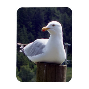 Magnet Flexible Mouette paisible sur l'art de la faune post-nature