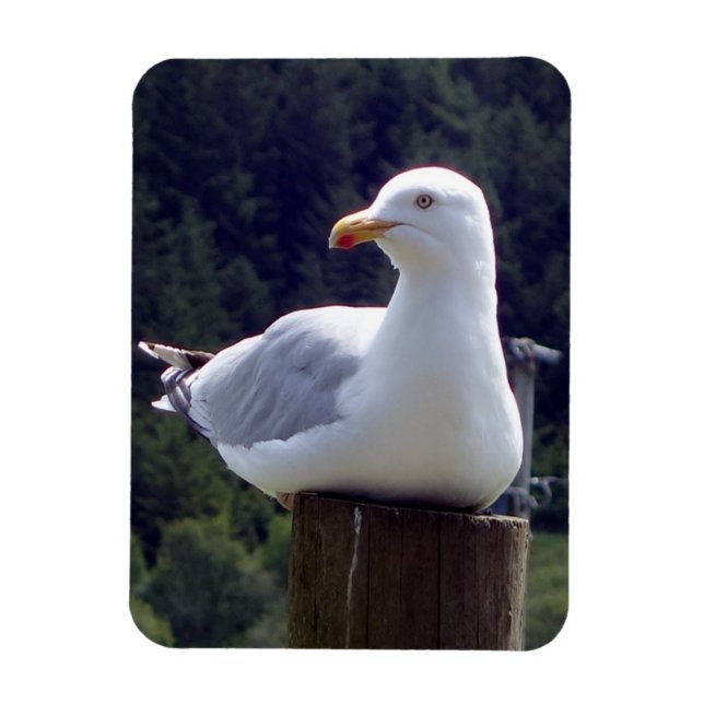 Magnet Flexible Mouette paisible sur l'art de la faune post-nature (Vertical)