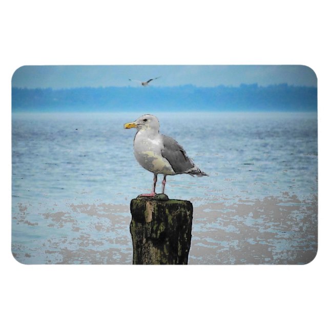Magnet Flexible Mouette sur aimant Puget Sound (Horizontal)