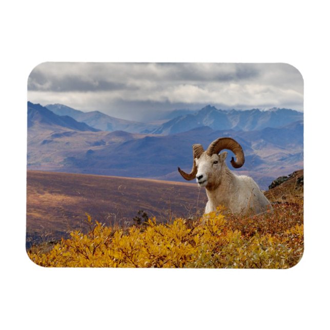 Magnet Flexible mouflon de Dall, Ovis dalli, bélier (Horizontal)