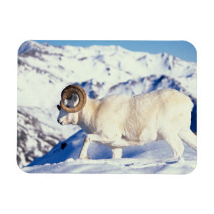 Magnet Flexible mouflon de Dall, Ovis dalli, bélier à cornes recou