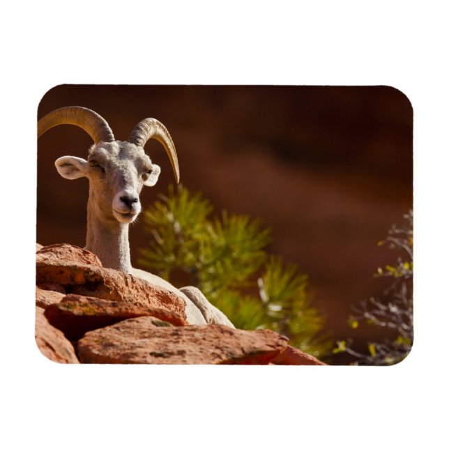 Magnet Flexible Mouflon du désert (Ovis canadensis nelsoni). (Horizontal)