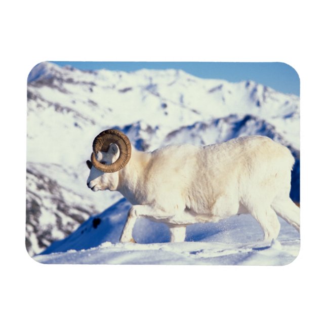 Magnet Flexible mouflon, Ovis dalli, bélier (Horizontal)