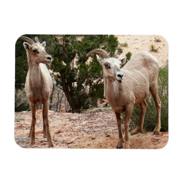 Magnet Flexible Mouflons drôles à Zion National Park (Horizontal)