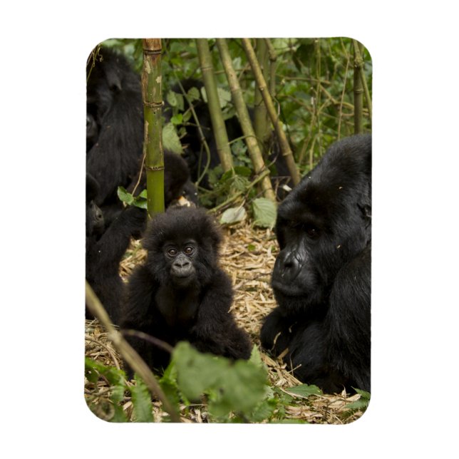 Magnet Flexible Mountain Gorilla, adult with young (Vertical)